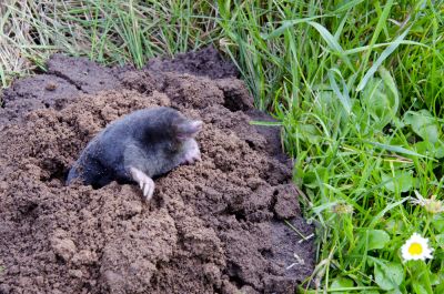 Reduces pest infestations