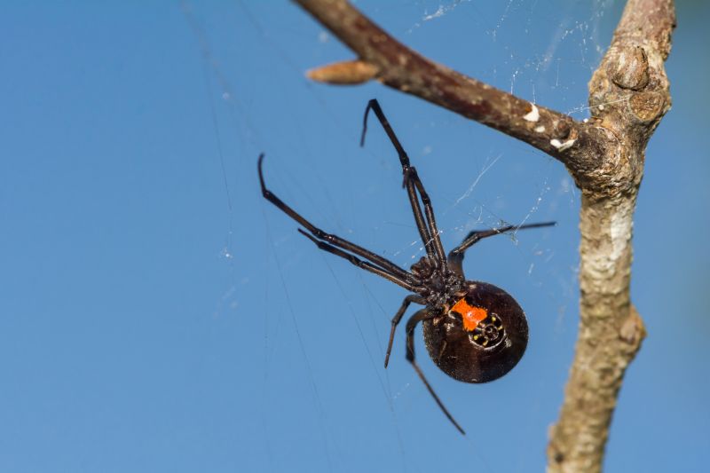 Black Widow Extermination in Katy, TX