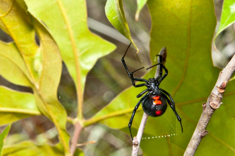 Black Widow Extermination in Fort Worth, TX