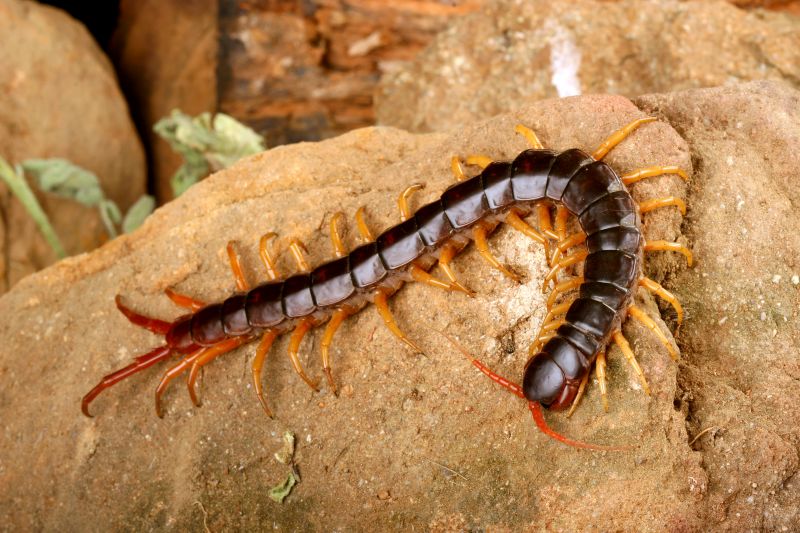 Centipede Extermination in Arlington, TX