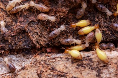 Commercial Termite Removal in Katy, TX