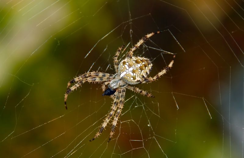 Cross Spider Extermination in Fort Worth, TX