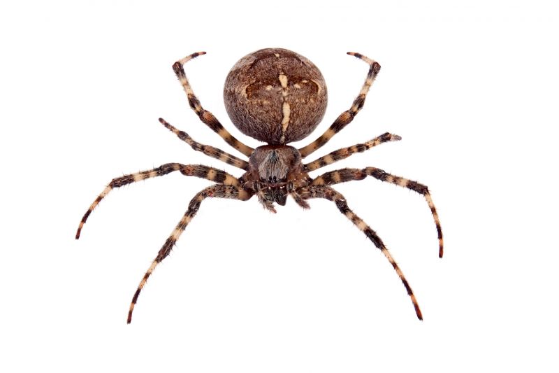 Cross Spider Extermination in Frisco, TX