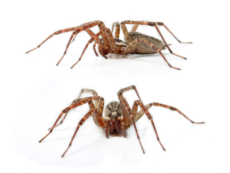 Hobo Spider Extermination in Mckinney, TX