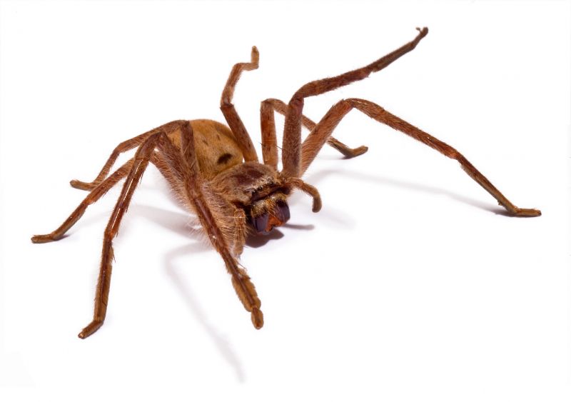 Huntsman Spider Extermination in Mckinney, TX