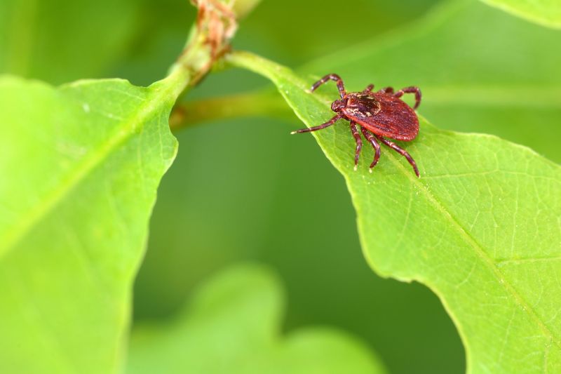 Mites Extermination in Katy, TX