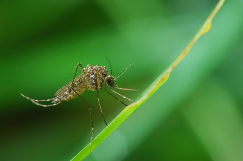 Mosquitoes Pest Control in Denton, TX