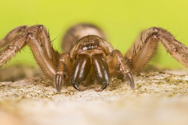 Mouse Spider Extermination in Denton, TX