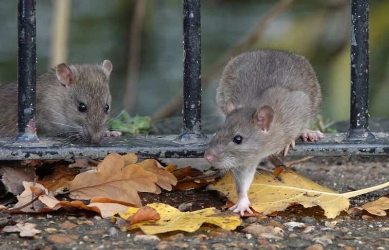 Rat Fumigation Service in Marietta, GA