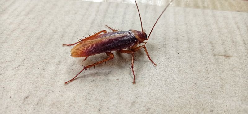 Roach Fumigation in Santa Fe, NM