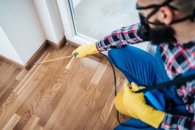 Spider Extermination Service in Denton, TX