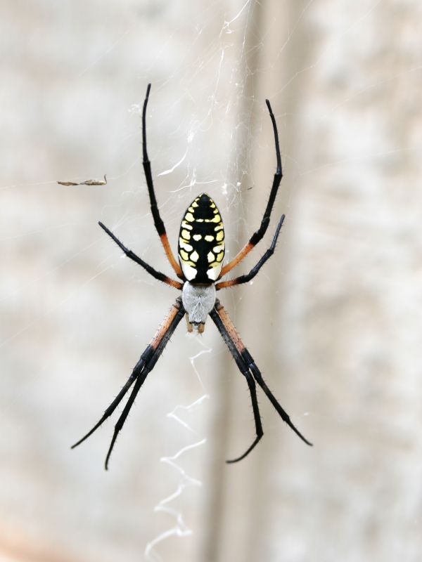 Spider Extermination Service in Katy, TX