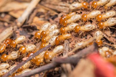 Termite Treatment Service in Frisco, TX