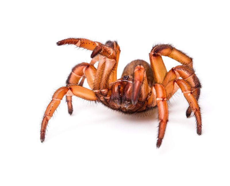 Trapdoor Spider Extermination in Frisco, TX