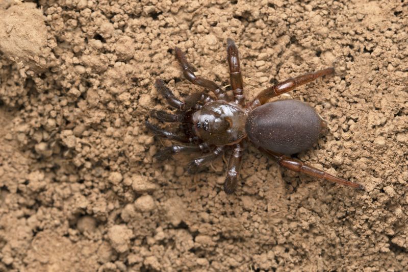 Trapdoor Spider Removal in Katy, TX