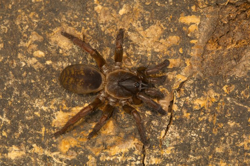 Trapdoor Spider Removal in Rockwall, TX