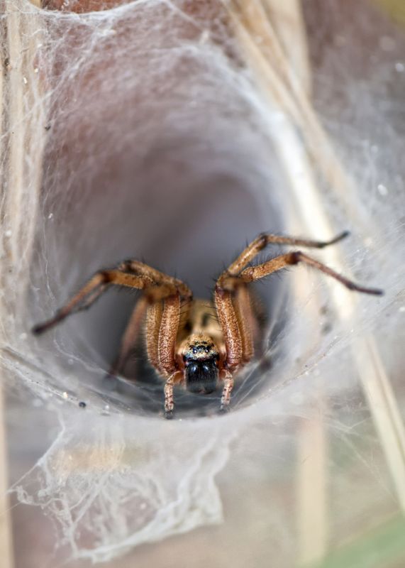 Wolf Spider Removal in Mckinney, TX
