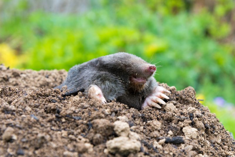 Yard Mole Removal Options and Tips