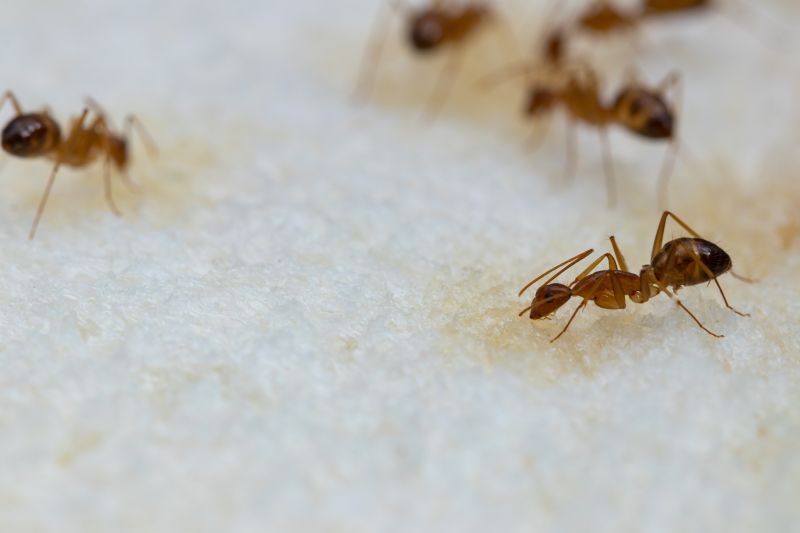 Ant Control Service in Rockwall, TX