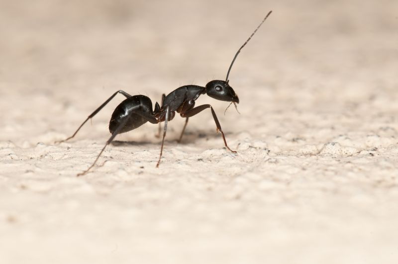 Ant Control Service in Arlington, TX