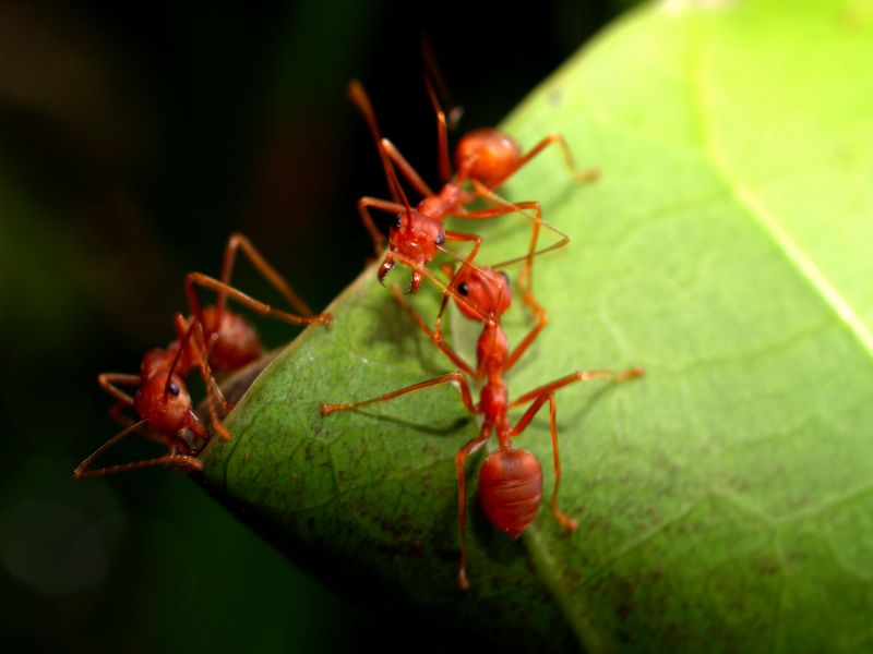 Ants Extermination Service in Fort Worth, TX