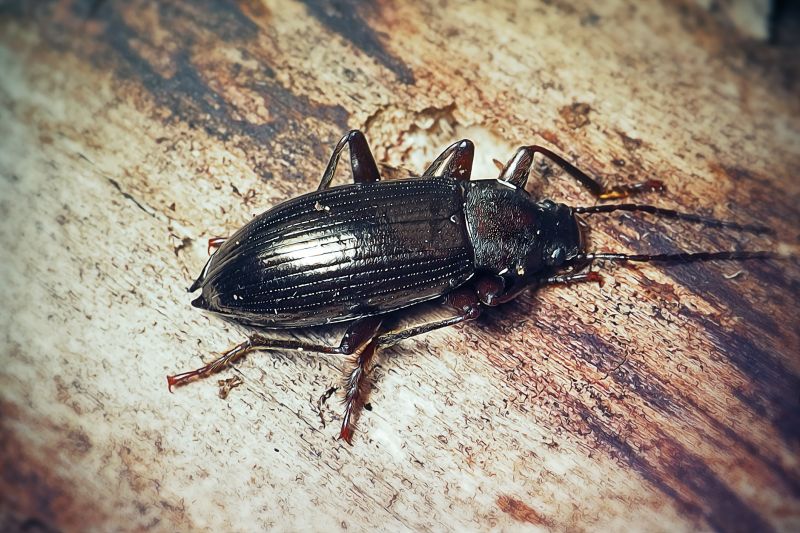 Beetle Removal in Katy, TX
