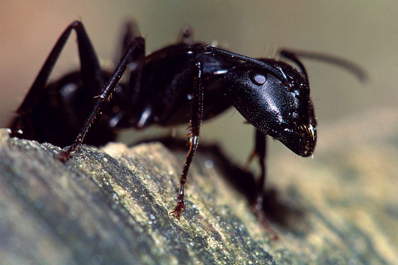 Black Ant Extermination in Rockwall, TX