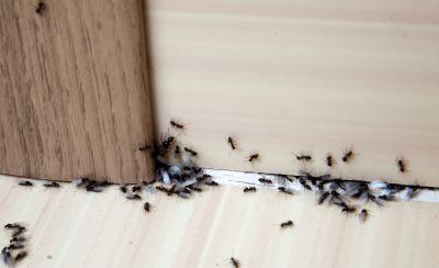 Black Ant Extermination in Rockwall, TX
