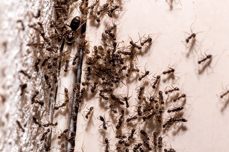 Black Ant Extermination in Denton, TX