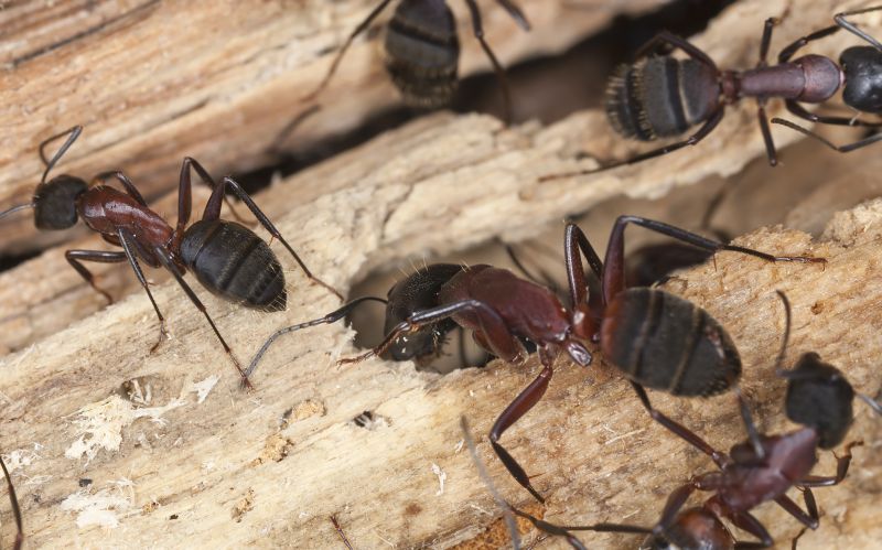 Black Ant Extermination in Arlington, TX