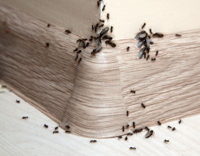 Black Ant Extermination in Arlington, TX