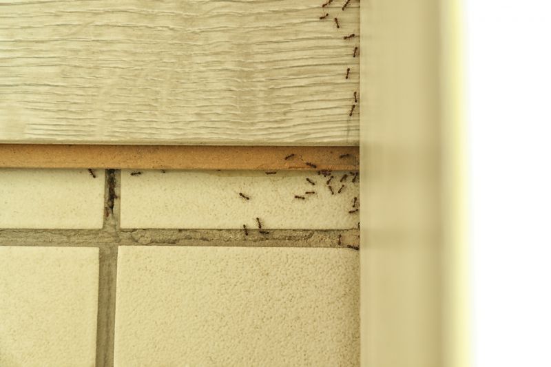 Black Ant Extermination in Katy, TX