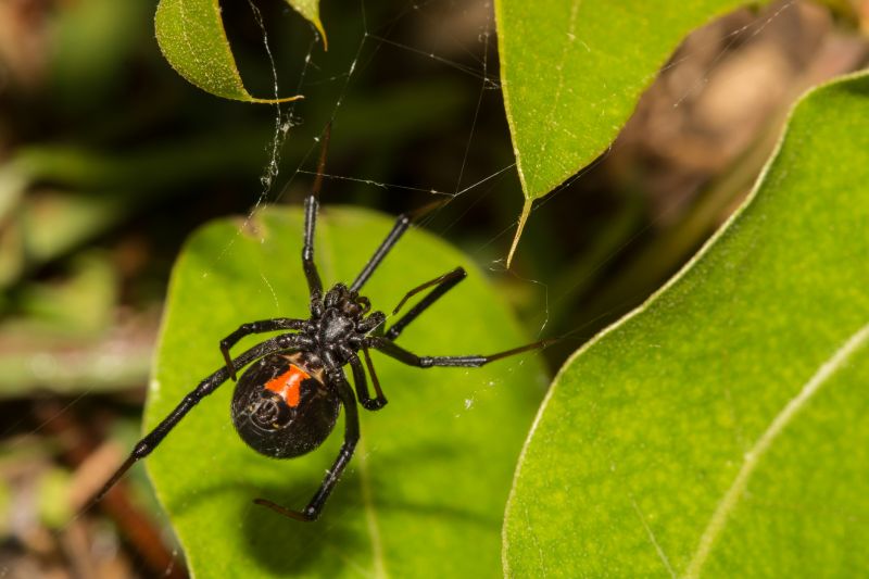 Black Widow Extermination in Denton, TX