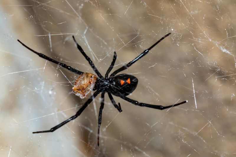 Black Widow Extermination in New Braunfels, TX