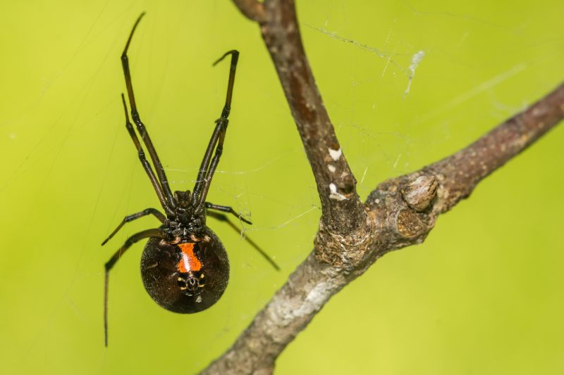 Black Widow Extermination in Frisco, TX