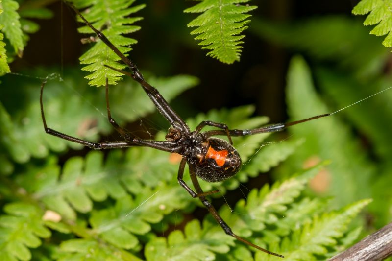 Black Widow Extermination in Rockwall, TX