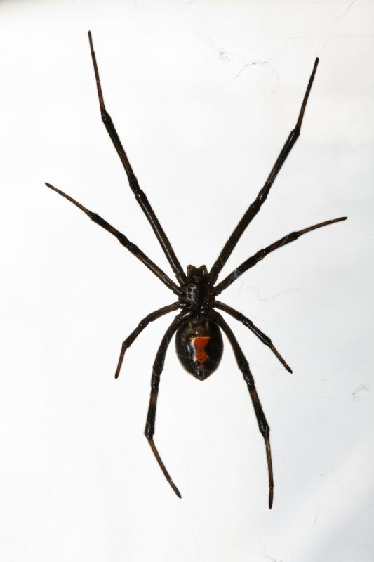 Black Widow Extermination in Rockwall, TX
