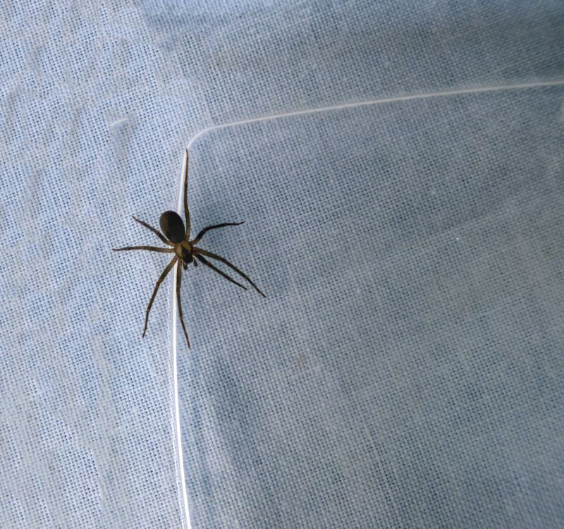 Brown Recluse Extermination in Mckinney, TX
