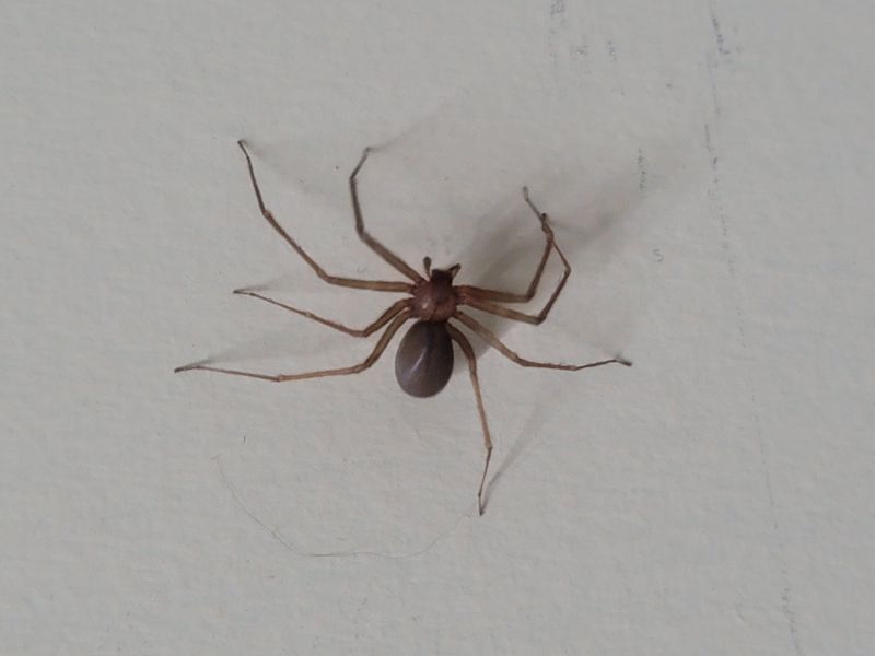 Brown Recluse Extermination in Denton, TX