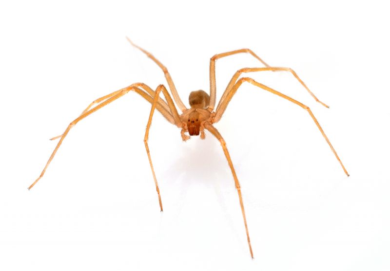 Brown Recluse Extermination in Frisco, TX