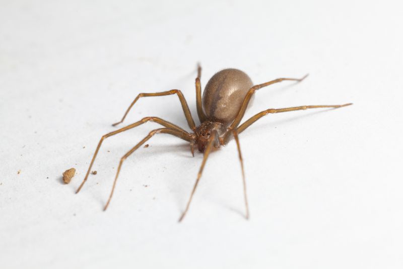 Brown Recluse Extermination in Fort Worth, TX
