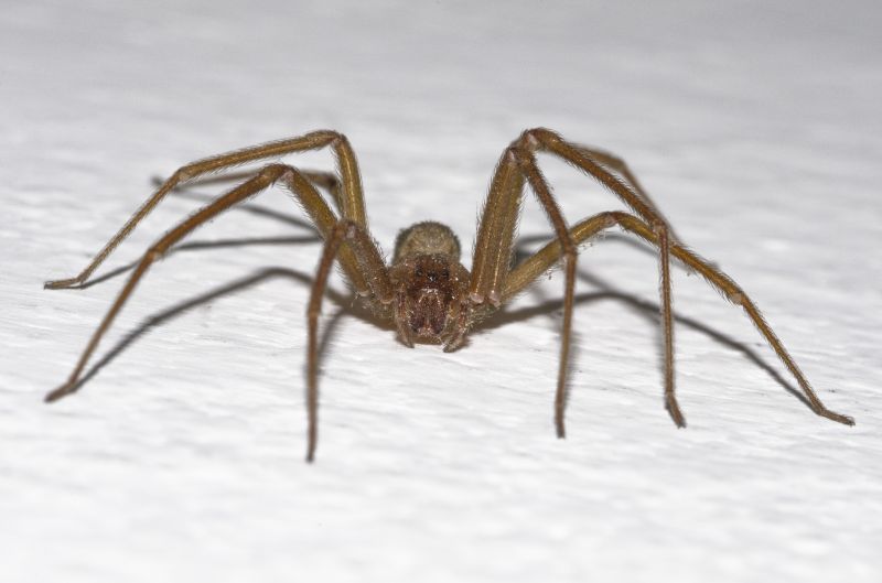 Brown Recluse Extermination in Fort Worth, TX