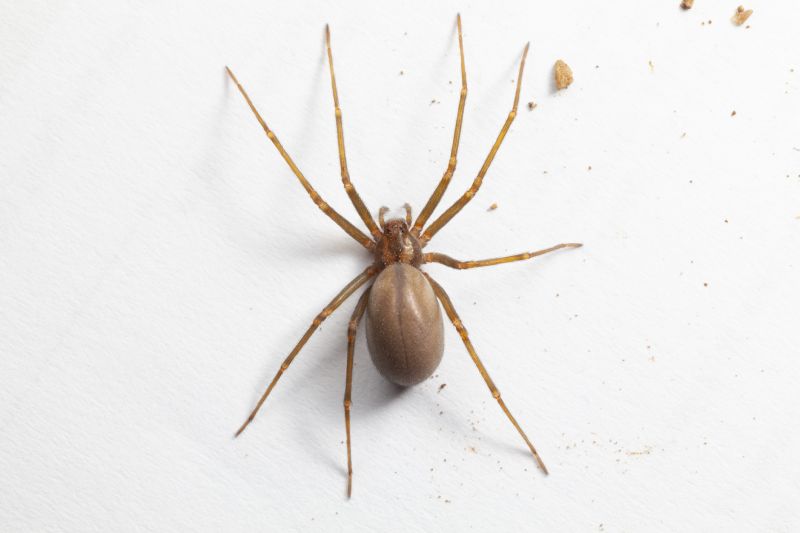 Brown Recluse Extermination in Rockwall, TX
