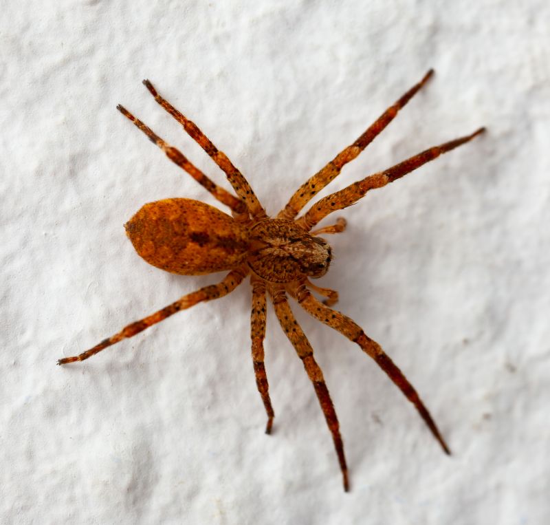Brown Recluse Extermination in Rockwall, TX