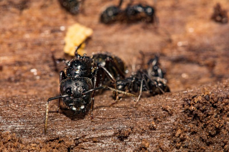 Carpenter Ant Extermination in Rockwall, TX