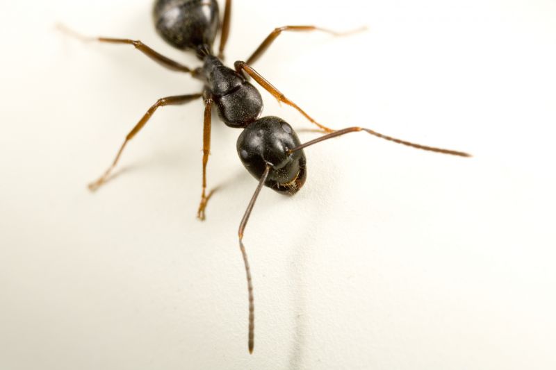 Carpenter Ant Extermination in Katy, TX