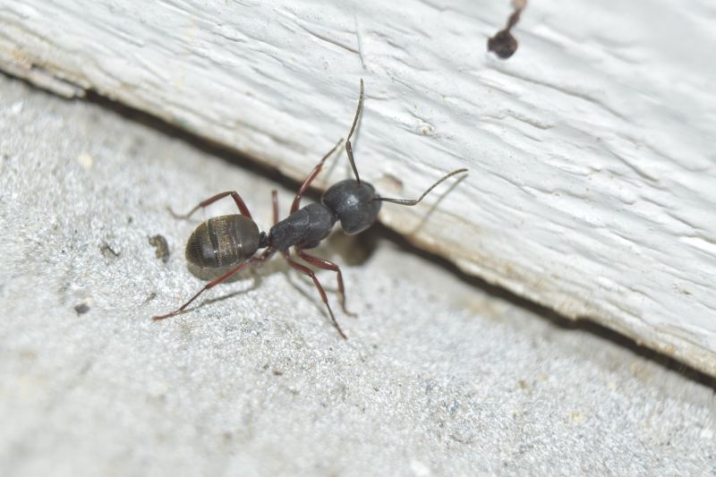 Carpenter Ant Extermination in New Braunfels, TX