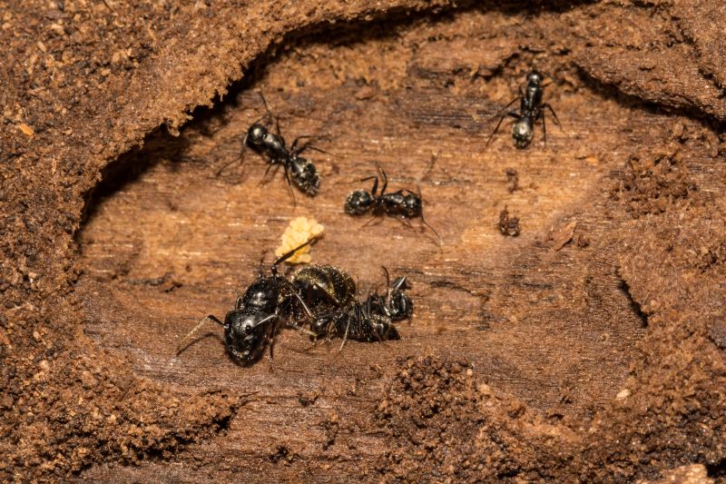 Carpenter Ant Extermination in Fort Worth, TX