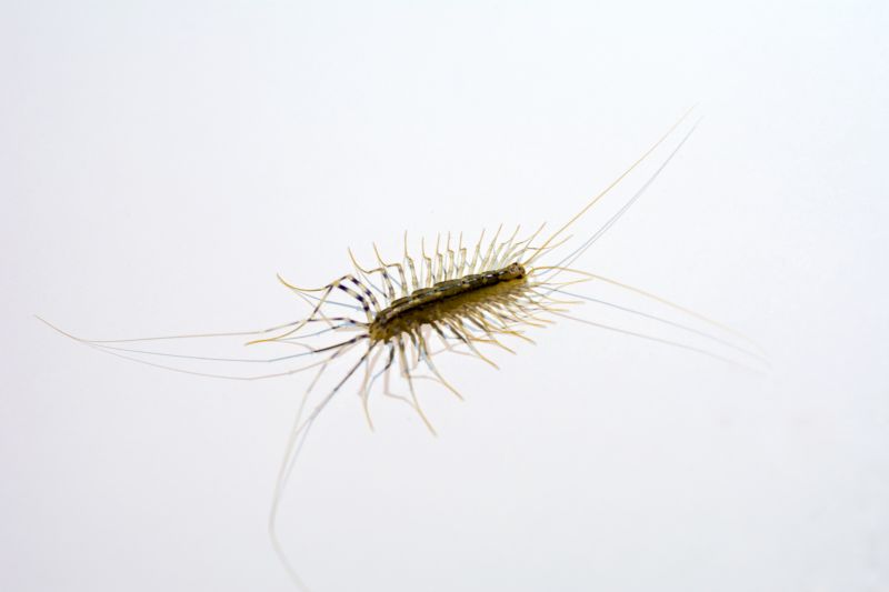 Centipede Extermination in Katy, TX