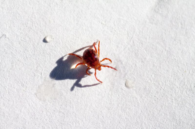 Chigger Extermination in Katy, TX